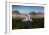 A Pair of Mute Swans, Cygnus Olor, Emerge from the Water on a Misty Morning in Richmond Park-Alex Saberi-Framed Photographic Print