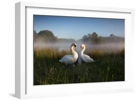 A Pair of Mute Swans, Cygnus Olor, Emerge from the Water on a Misty Morning in Richmond Park-Alex Saberi-Framed Photographic Print