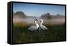 A Pair of Mute Swans, Cygnus Olor, Emerge from the Water on a Misty Morning in Richmond Park-Alex Saberi-Framed Stretched Canvas