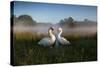 A Pair of Mute Swans, Cygnus Olor, Emerge from the Water on a Misty Morning in Richmond Park-Alex Saberi-Stretched Canvas