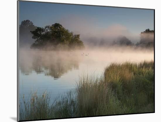 A Pair of Mute Swans, Cygnus Olor, Swim over a Misty Pen Pond at Sunrise in Richmond Park-Alex Saberi-Mounted Photographic Print