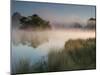 A Pair of Mute Swans, Cygnus Olor, Swim over a Misty Pen Pond at Sunrise in Richmond Park-Alex Saberi-Mounted Photographic Print