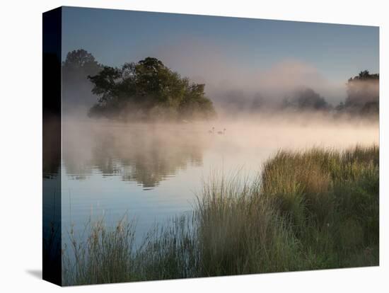 A Pair of Mute Swans, Cygnus Olor, Swim over a Misty Pen Pond at Sunrise in Richmond Park-Alex Saberi-Stretched Canvas