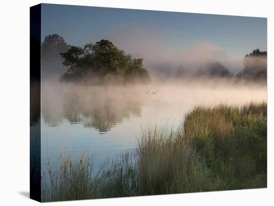 A Pair of Mute Swans, Cygnus Olor, Swim over a Misty Pen Pond at Sunrise in Richmond Park-Alex Saberi-Stretched Canvas