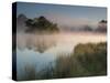 A Pair of Mute Swans, Cygnus Olor, Swim over a Misty Pen Pond at Sunrise in Richmond Park-Alex Saberi-Stretched Canvas