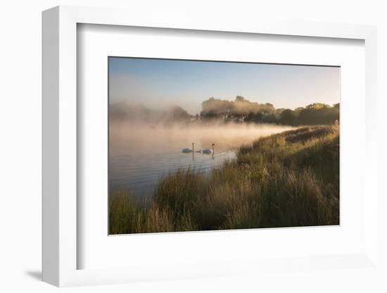 A Pair of Mute Swans, Cygnus Olor, Swim over a Misty Pen Pond at Sunrise in Richmond Park-Alex Saberi-Framed Photographic Print