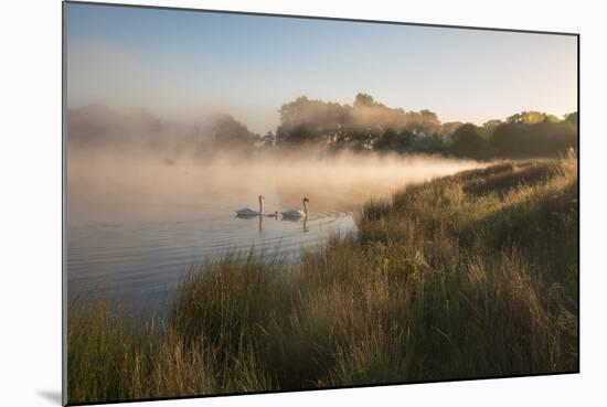 A Pair of Mute Swans, Cygnus Olor, Swim over a Misty Pen Pond at Sunrise in Richmond Park-Alex Saberi-Mounted Photographic Print