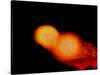 A Pair of Neutron Stars Colliding, Merging, and Forming a Black Hole-null-Stretched Canvas