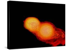 A Pair of Neutron Stars Colliding, Merging, and Forming a Black Hole-null-Stretched Canvas