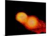 A Pair of Neutron Stars Colliding, Merging, and Forming a Black Hole-null-Mounted Art Print