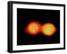 A Pair of Neutron Stars Colliding, Merging, and Forming a Black Hole-null-Framed Art Print