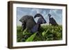 A Pair of Parasaurolophus Duckbill Dinosaurs Grazing-null-Framed Art Print