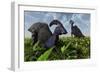 A Pair of Parasaurolophus Duckbill Dinosaurs Grazing-null-Framed Art Print