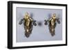 A Pair of Parcel Gilt Bronze Wall Sconces, Circa 1900-Franz Arthur Bischoff-Framed Giclee Print