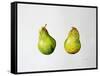 A Pair of Pears, 1997-Alison Cooper-Framed Stretched Canvas