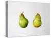 A Pair of Pears, 1997-Alison Cooper-Stretched Canvas