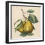 A Pair of Pears-null-Framed Art Print