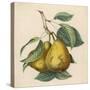 A Pair of Pears-null-Stretched Canvas