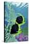 A Pair of Pennant Coralfish Swimming by a Coral Reef-Stocktrek Images-Stretched Canvas