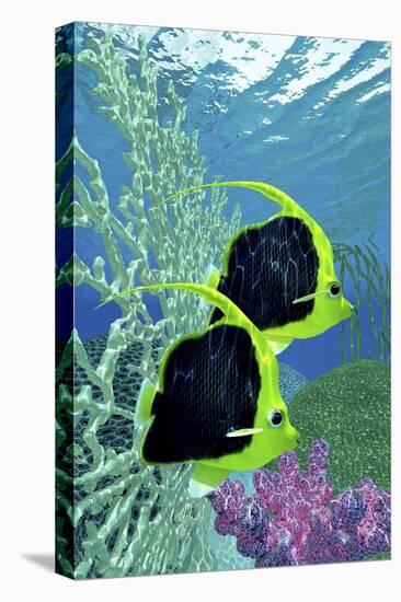 A Pair of Pennant Coralfish Swimming by a Coral Reef-Stocktrek Images-Stretched Canvas