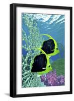 A Pair of Pennant Coralfish Swimming by a Coral Reef-Stocktrek Images-Framed Art Print