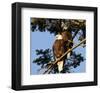 A Pair of perching Bald Eagles-null-Framed Art Print