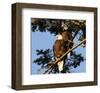 A Pair of perching Bald Eagles-null-Framed Art Print