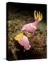 A Pair of Pink Nudibranchs, Lembeh Strait, Indonesia-Stocktrek Images-Stretched Canvas