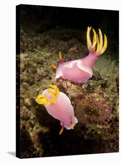 A Pair of Pink Nudibranchs, Lembeh Strait, Indonesia-Stocktrek Images-Stretched Canvas