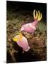 A Pair of Pink Nudibranchs, Lembeh Strait, Indonesia-Stocktrek Images-Mounted Photographic Print