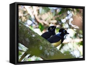 A Pair of Plush-Crested Jays, Cyanocorax Chrysops Near Iguazu Falls-Alex Saberi-Framed Stretched Canvas