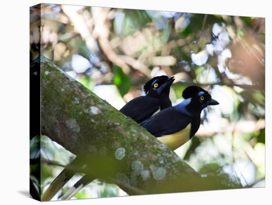 A Pair of Plush-Crested Jays, Cyanocorax Chrysops Near Iguazu Falls-Alex Saberi-Stretched Canvas