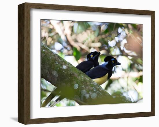 A Pair of Plush-Crested Jays, Cyanocorax Chrysops Near Iguazu Falls-Alex Saberi-Framed Photographic Print