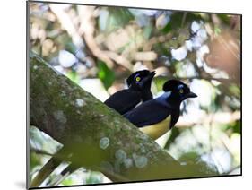 A Pair of Plush-Crested Jays, Cyanocorax Chrysops Near Iguazu Falls-Alex Saberi-Mounted Photographic Print