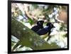 A Pair of Plush-Crested Jays, Cyanocorax Chrysops Near Iguazu Falls-Alex Saberi-Framed Photographic Print