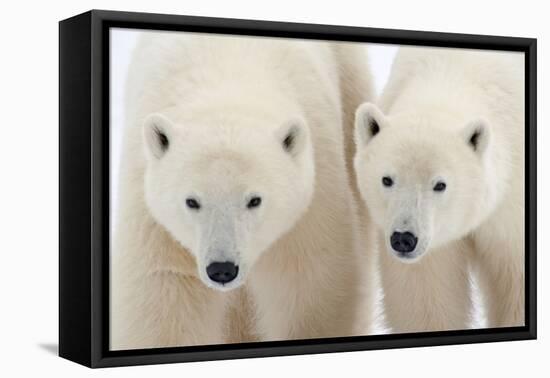 A Pair of Polar Bears-Howard Ruby-Framed Stretched Canvas