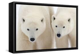 A Pair of Polar Bears-Howard Ruby-Framed Stretched Canvas