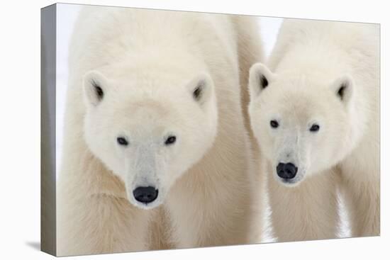 A Pair of Polar Bears-Howard Ruby-Stretched Canvas