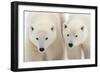 A Pair of Polar Bears-Howard Ruby-Framed Photographic Print