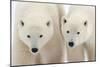 A Pair of Polar Bears-Howard Ruby-Mounted Photographic Print