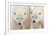 A Pair of Polar Bears-Howard Ruby-Framed Photographic Print