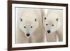 A Pair of Polar Bears-Howard Ruby-Framed Photographic Print