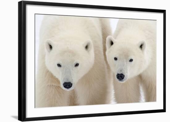 A Pair of Polar Bears-Howard Ruby-Framed Photographic Print