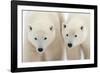 A Pair of Polar Bears-Howard Ruby-Framed Photographic Print