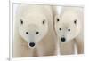 A Pair of Polar Bears-Howard Ruby-Framed Photographic Print