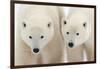 A Pair of Polar Bears-Howard Ruby-Framed Photographic Print