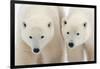A Pair of Polar Bears-Howard Ruby-Framed Photographic Print