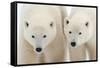 A Pair of Polar Bears-Howard Ruby-Framed Stretched Canvas