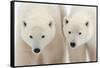 A Pair of Polar Bears-Howard Ruby-Framed Stretched Canvas