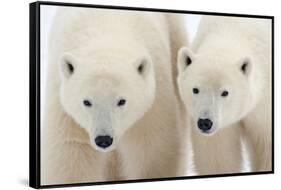 A Pair of Polar Bears-Howard Ruby-Framed Stretched Canvas